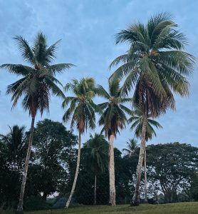 Palmeres davant la guesthouse de Dongon, Bosmun, Ramu River, Papua New Guinea